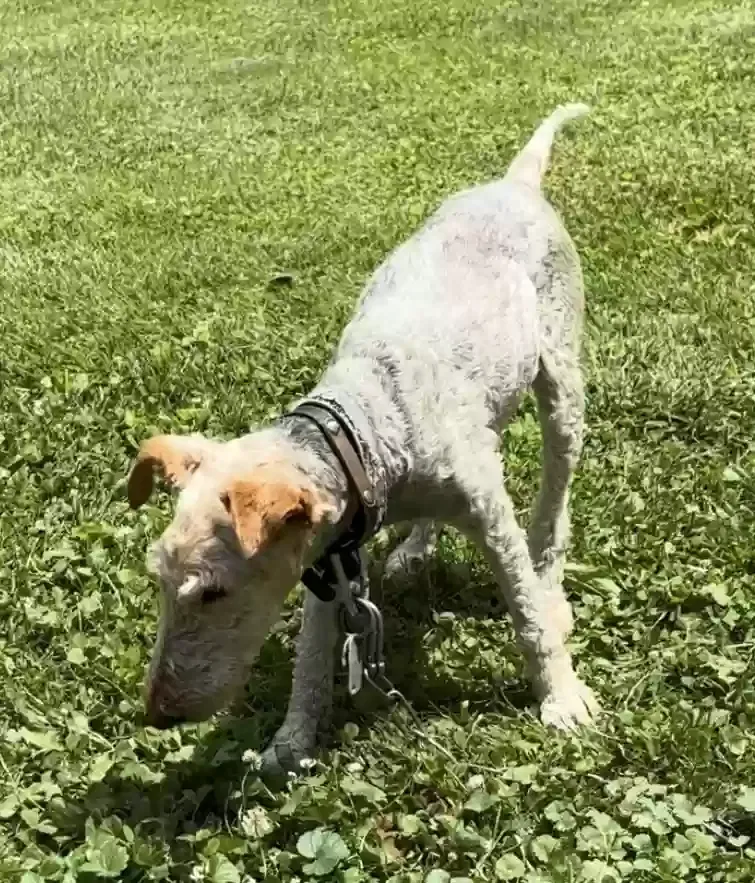 Lost dog in Cincinnati, OH, 45213