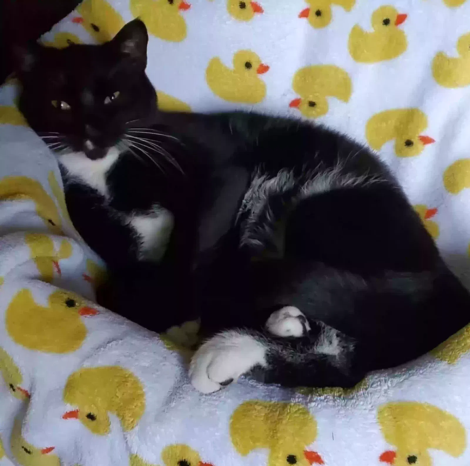 Lost cat in Marysville, WA, 98270