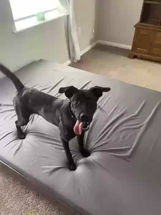 Found dog in Petersburg, VA, 23805