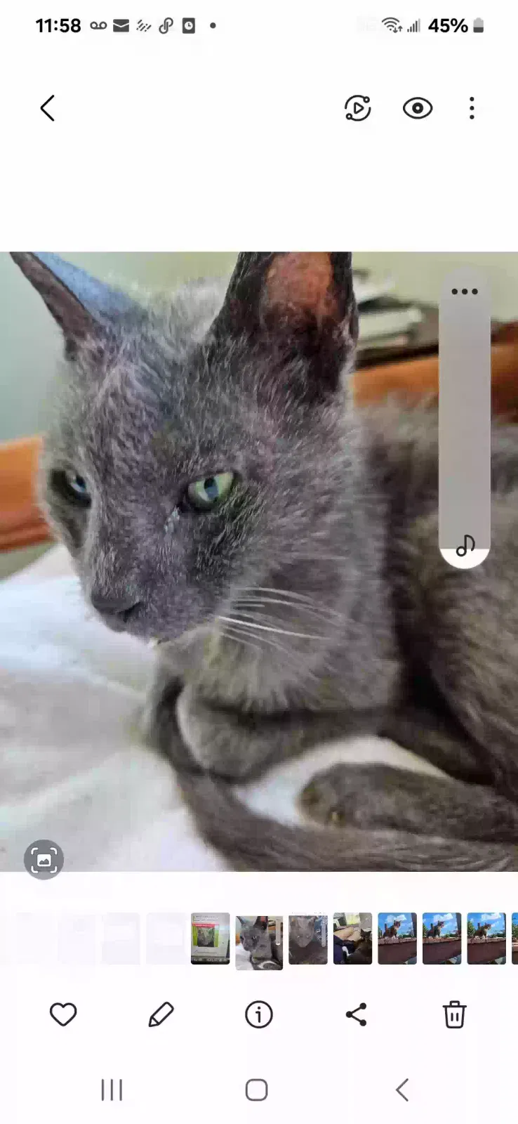 Lost cat in Fort Lauderdale, FL, 33306