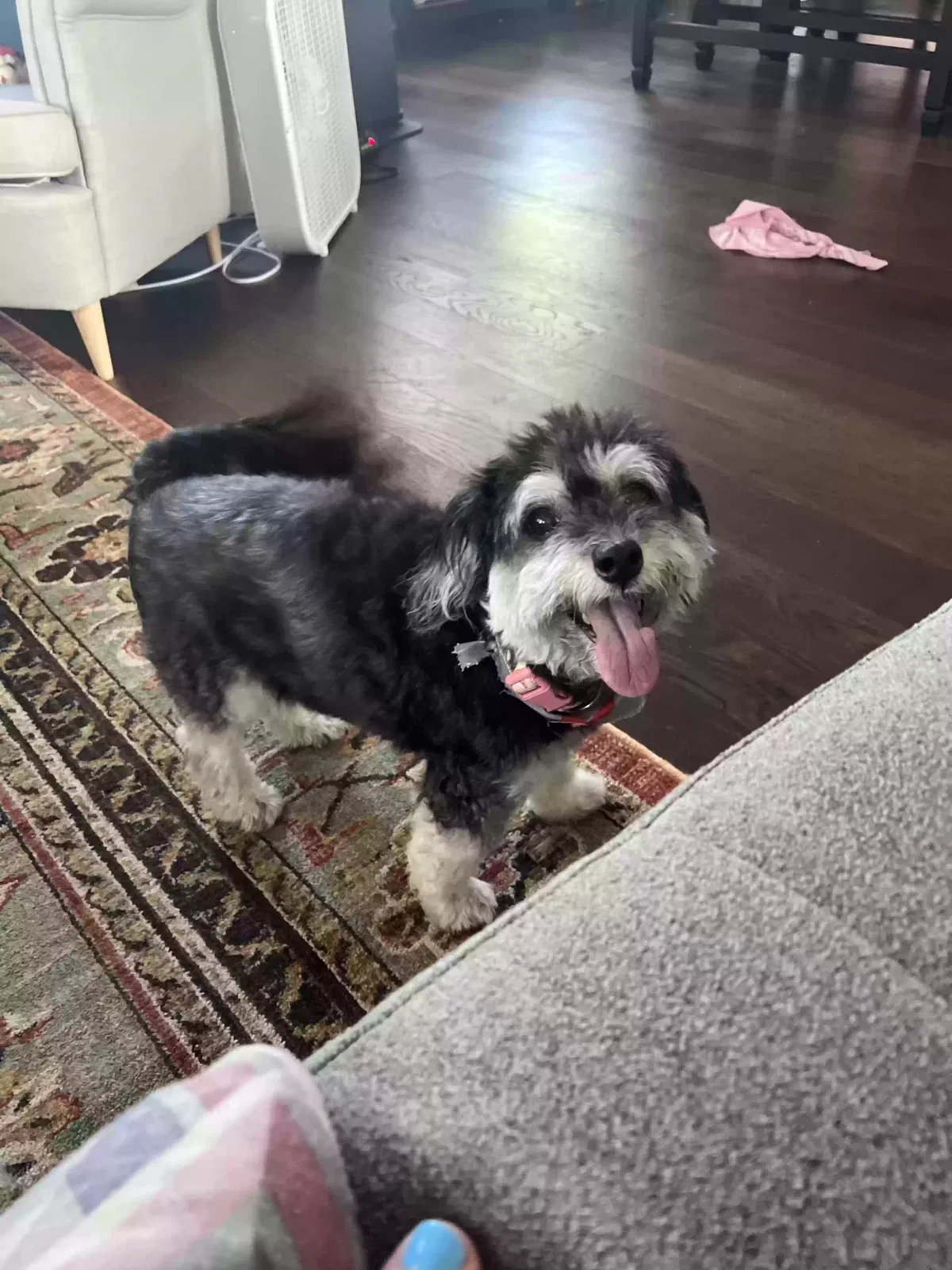 Lost dog in Gwynn Oak, MD, 21207