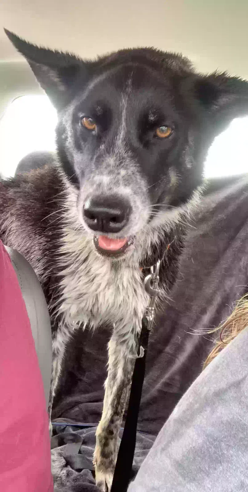 Lost dog in Oklahoma City, OK, 73115