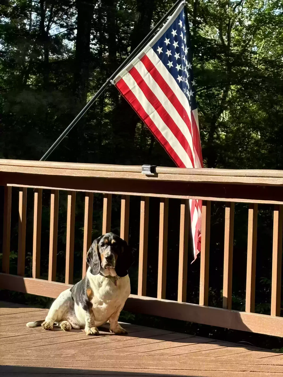 Lost dog in Stanley, NC, 28164