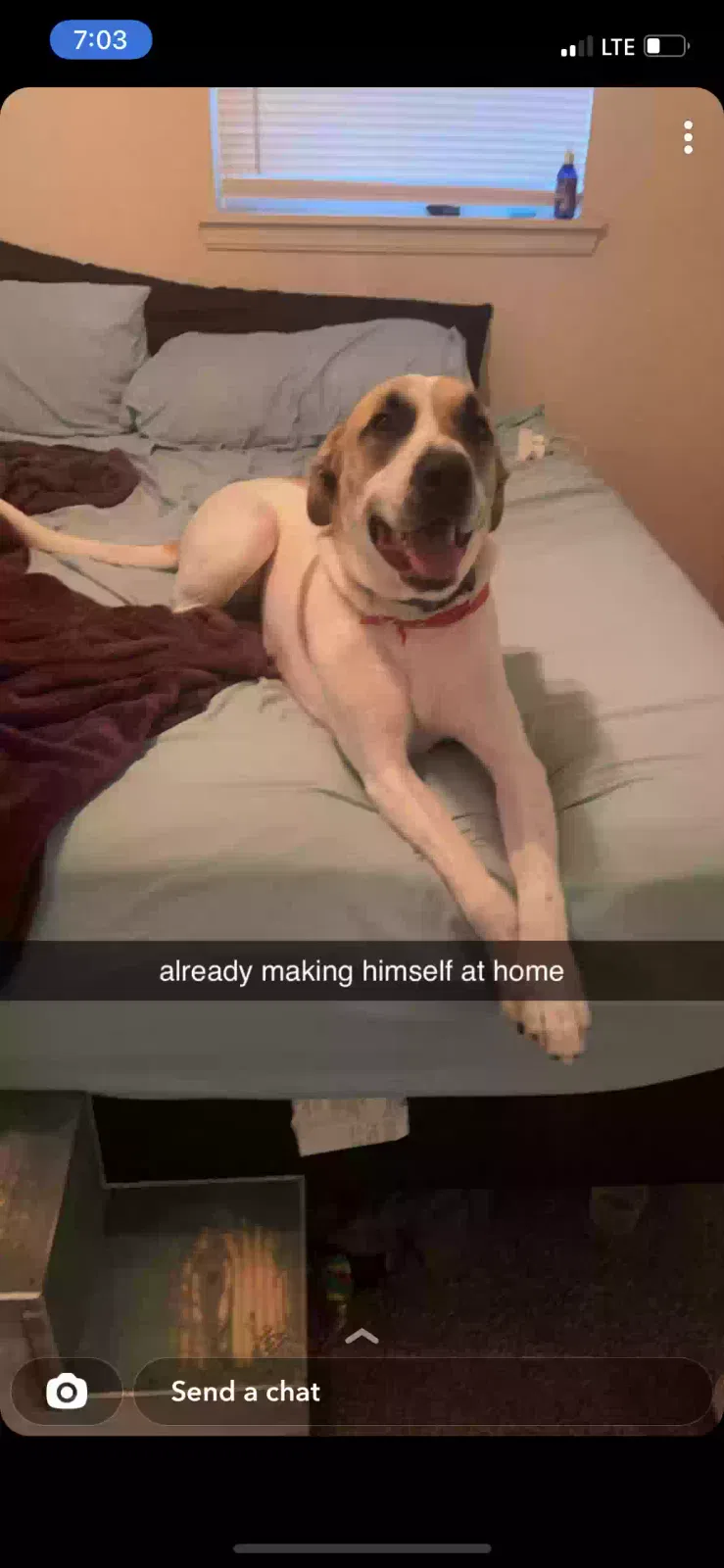 Lost dog in Oklahoma City, OK, 73115