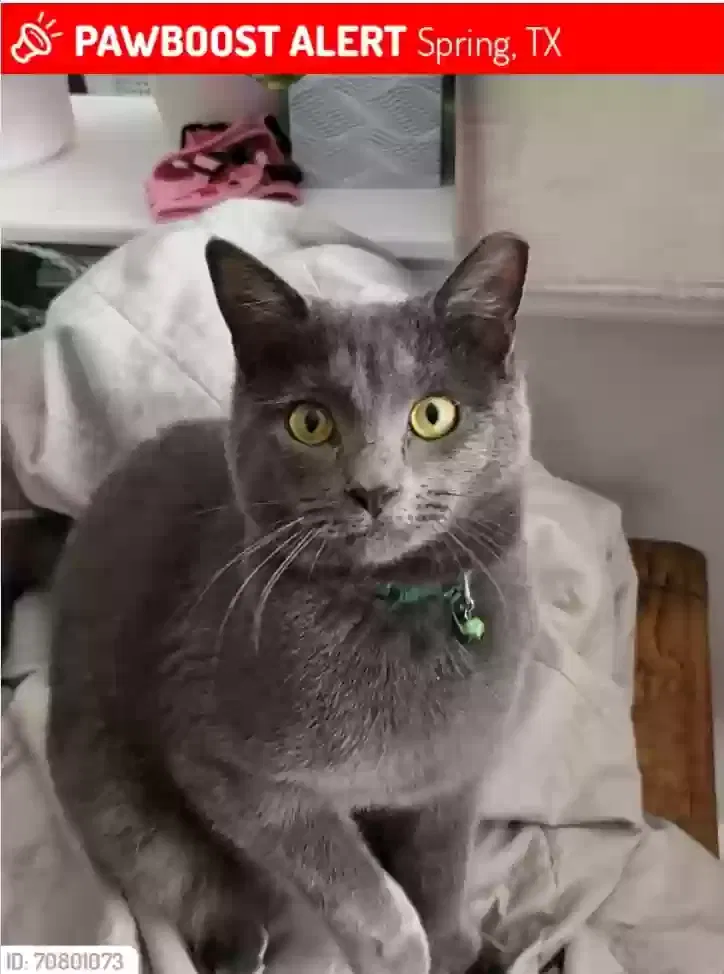 Lost cat in Spring, TX, 77373