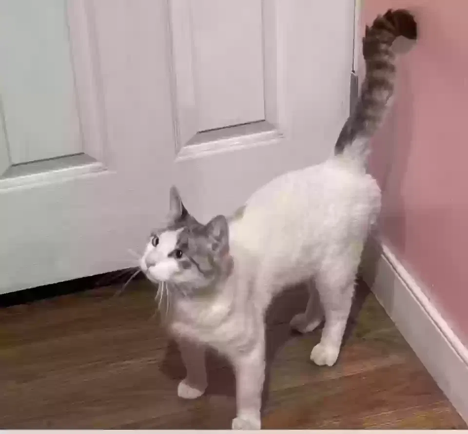 Found cat in Studio City, CA, 91604
