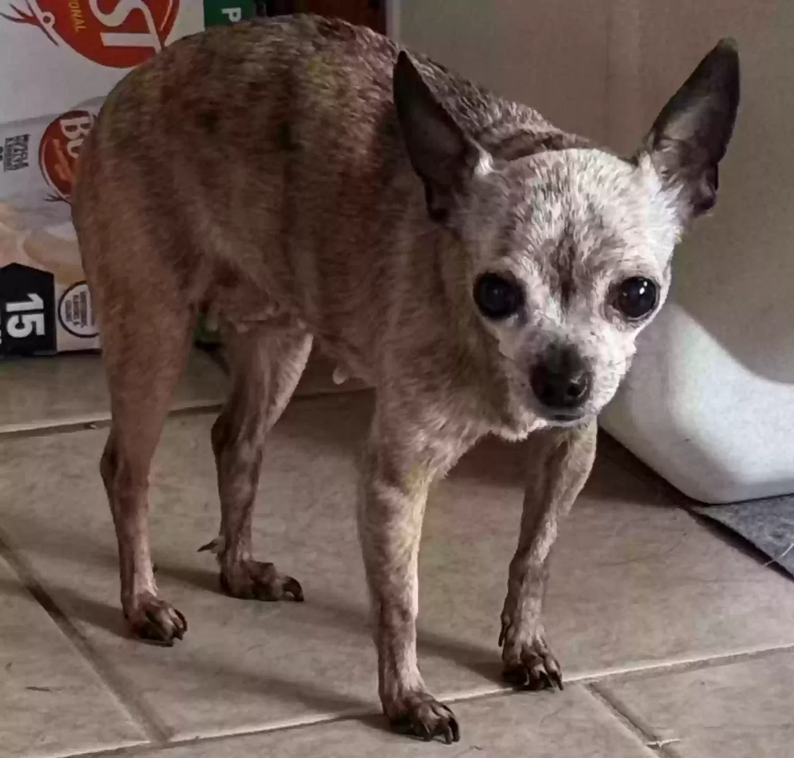 Found dog in Joplin, MO, 64804
