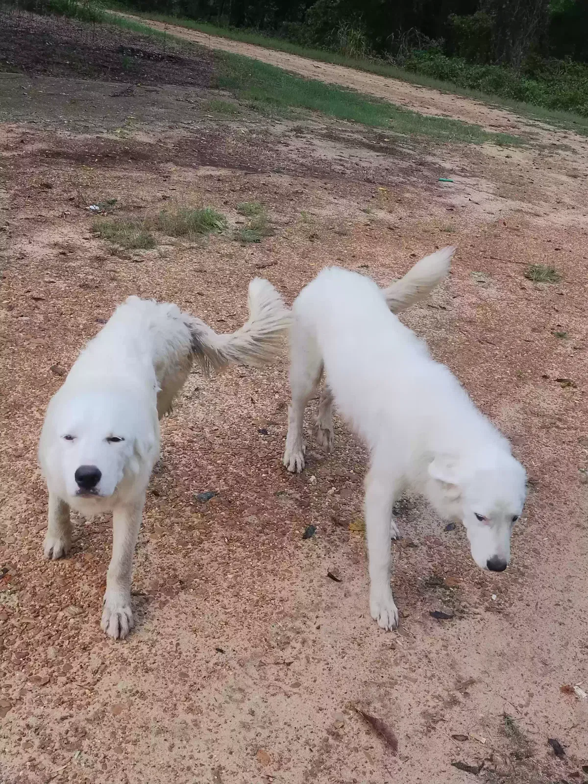 Lost dog in Schlater, MS, 38952