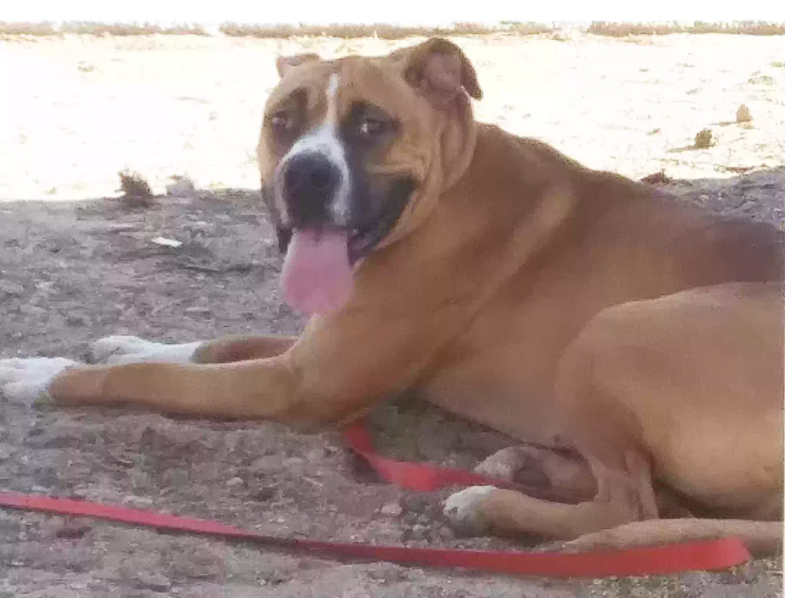 Lost dog in Tucson, AZ, 85735