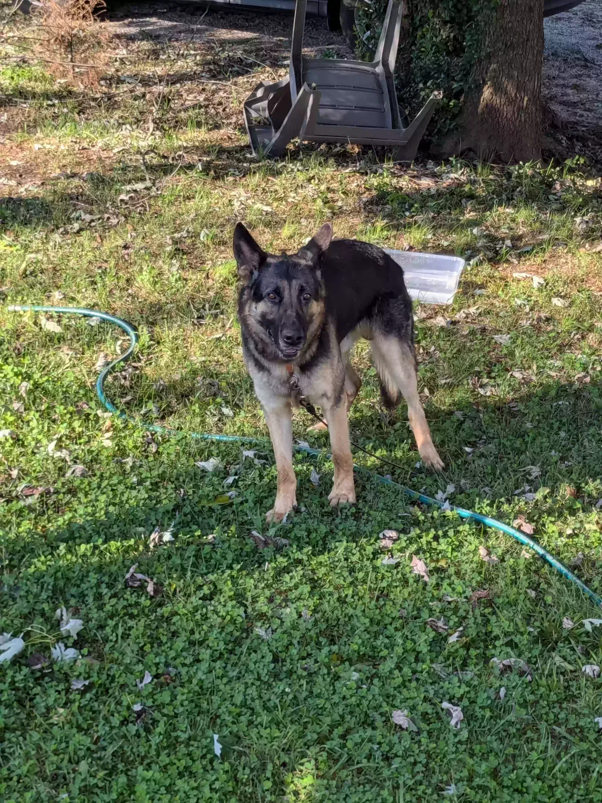 Found dog in Kannapolis, NC, 28081
