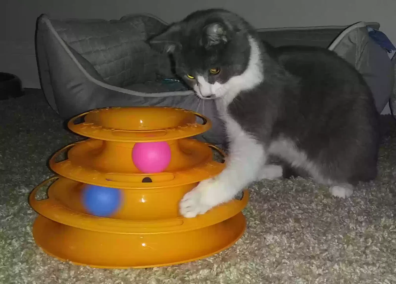 Lost cat in North Jackson, OH, 44451