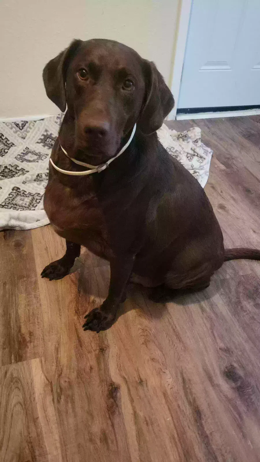 Found dog in Tulsa, OK, 74112