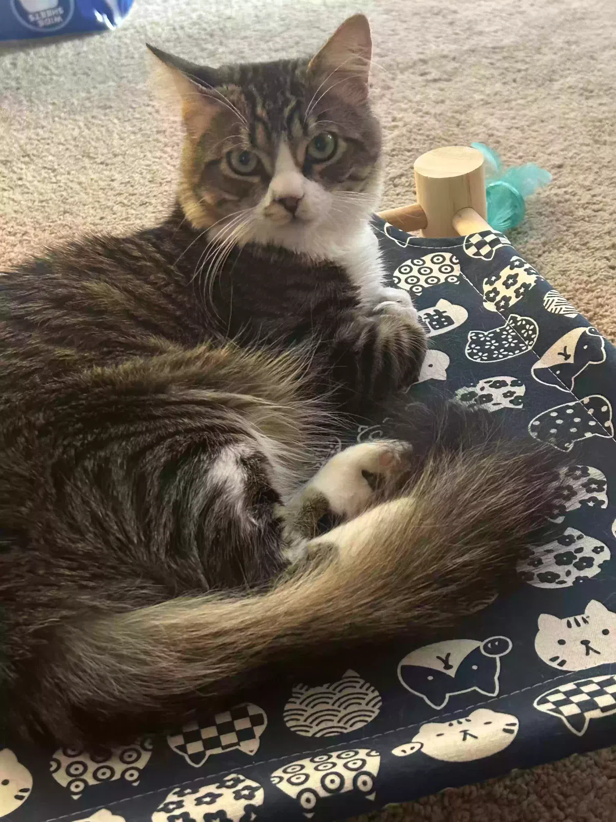 Lost cat in Santa Rosa, CA, 95407