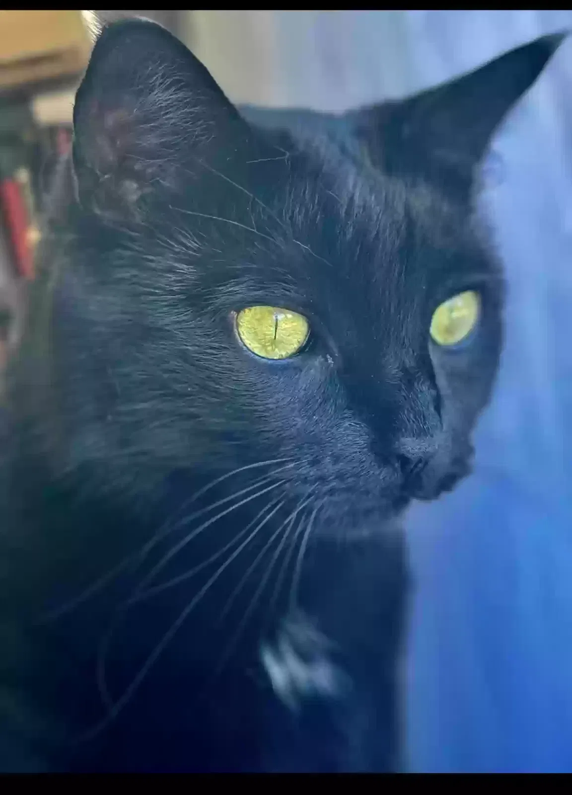 Lost cat in Glen Ellyn, IL, 60137