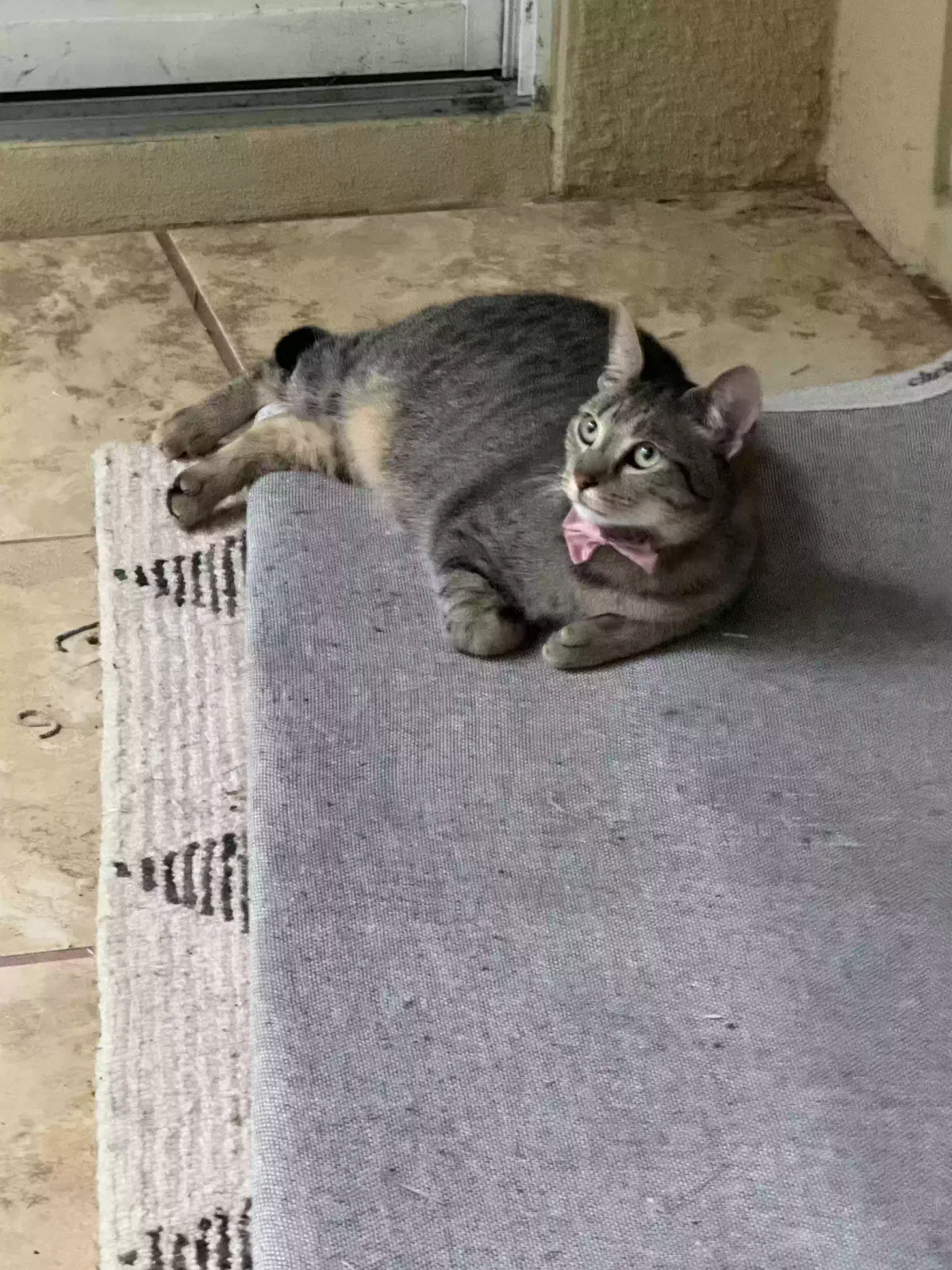 Lost cat in Apopka, FL, 32703