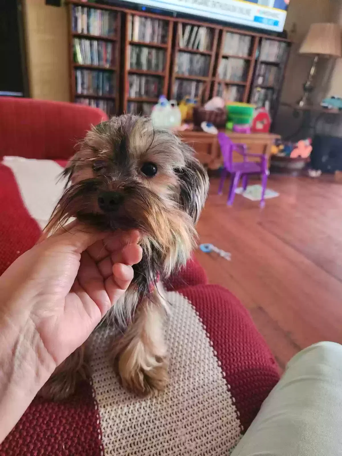 Lost dog in Ventura, CA, 93004