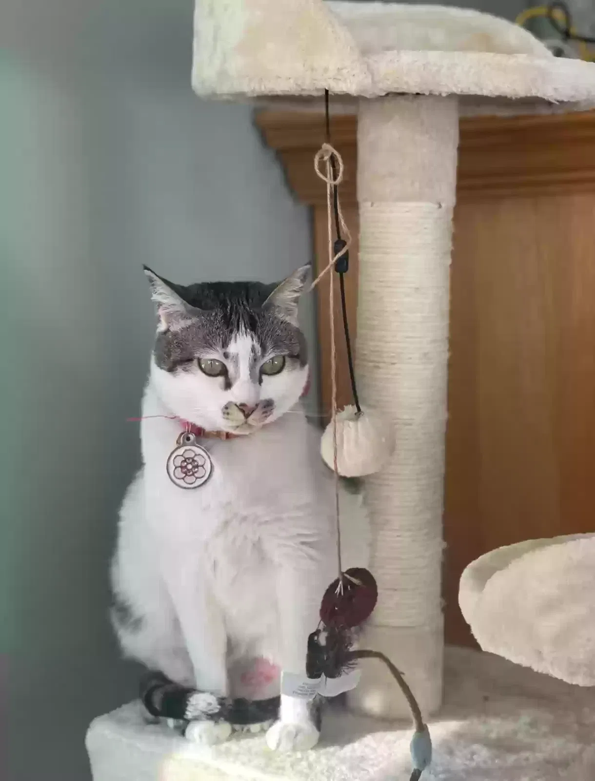 Lost cat in Falmouth, MA, 2540