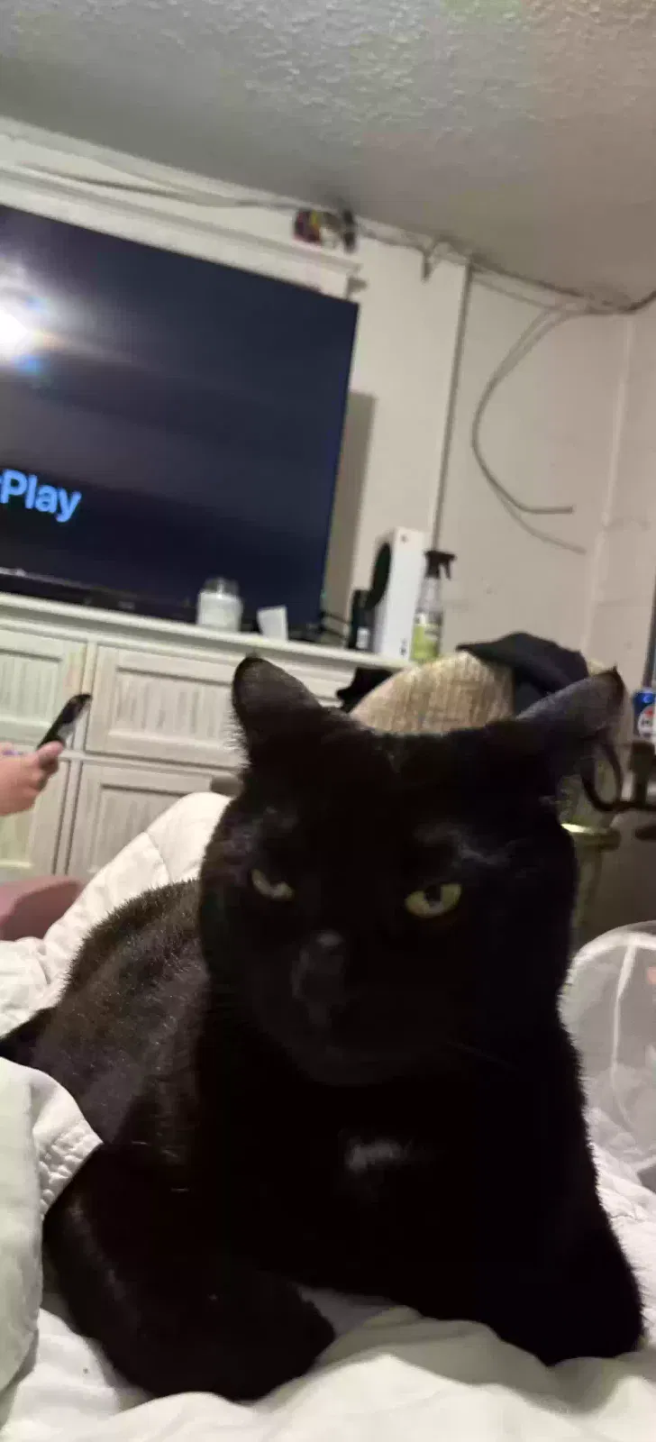 Lost cat in Indianapolis, IN, 46241