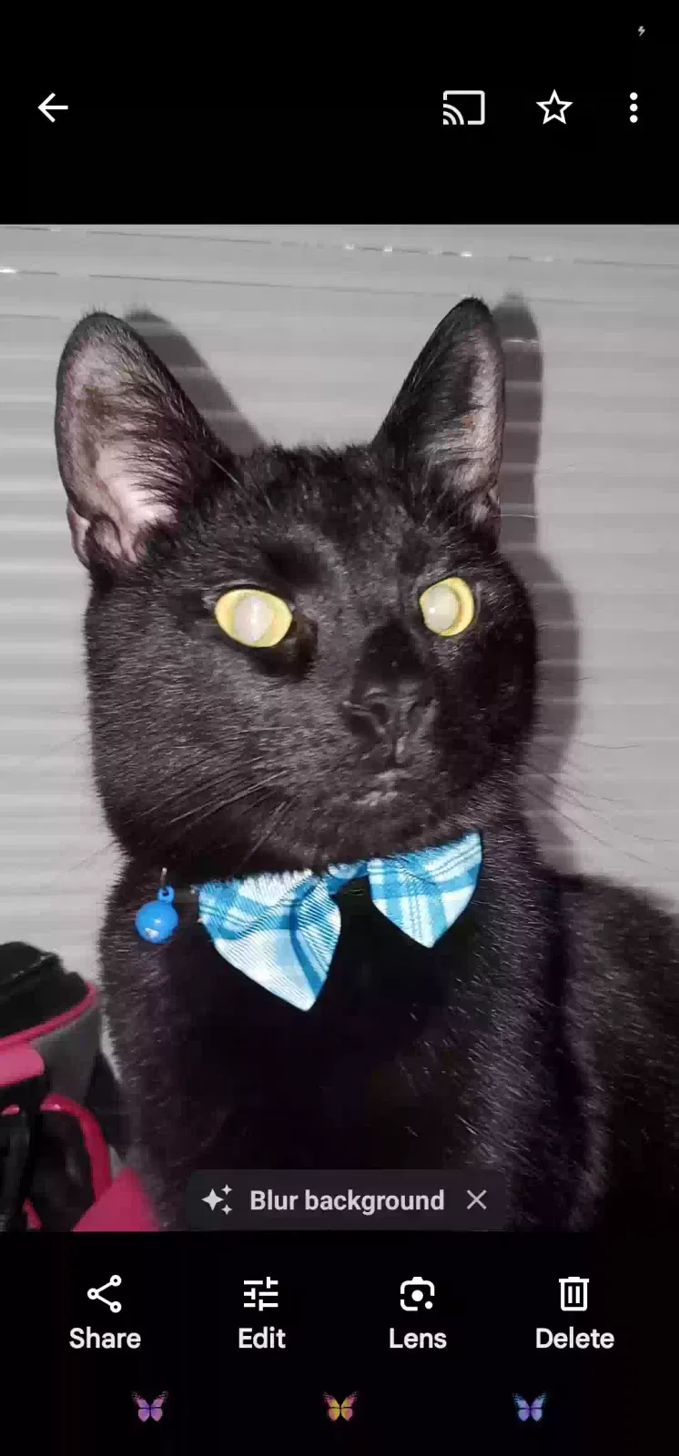 Lost cat in Ashland, OH, 44805