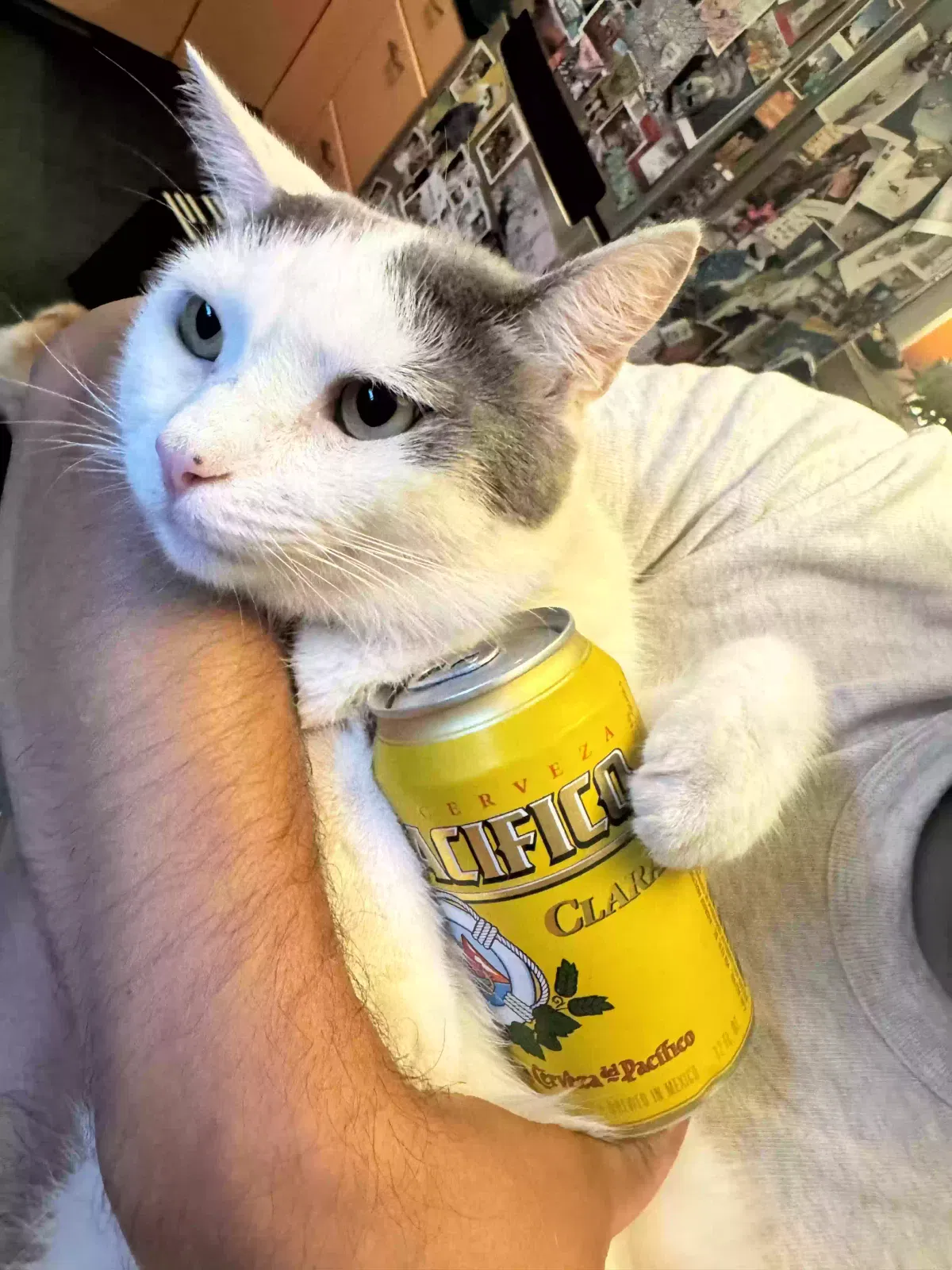 Lost cat in Venice, CA, 90291