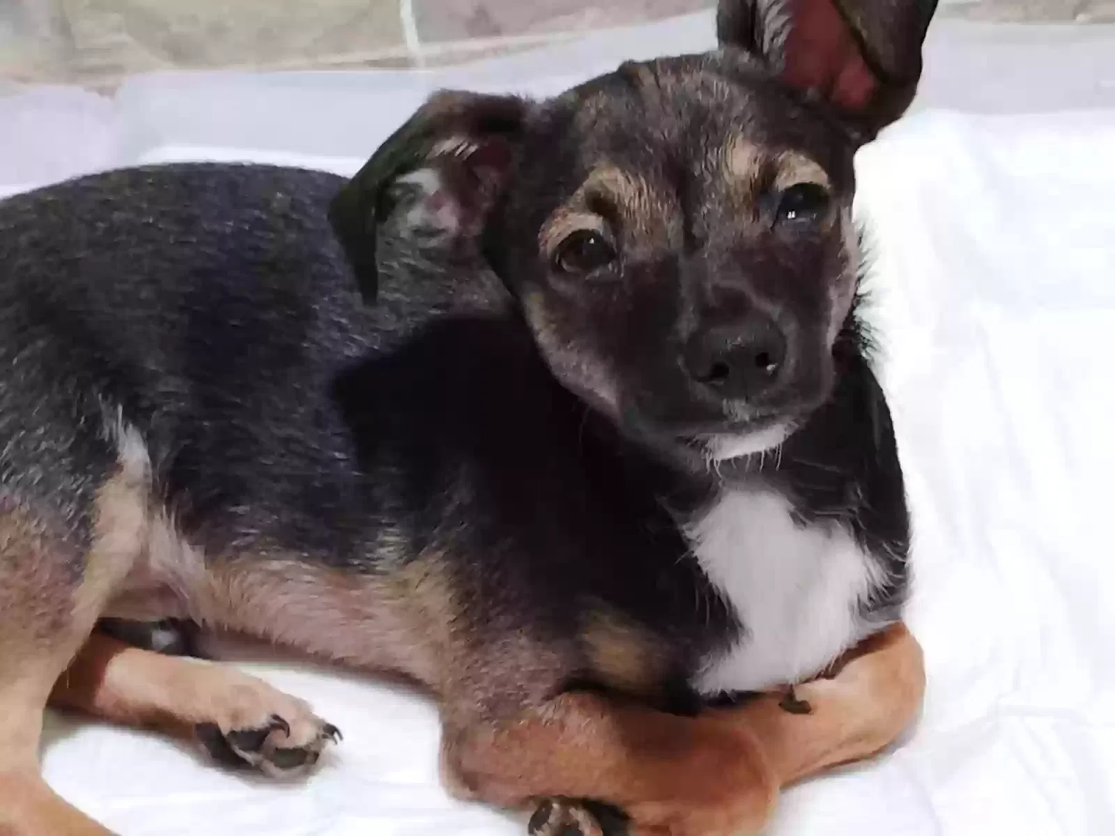 Lost dog in Portland, OR, 97204