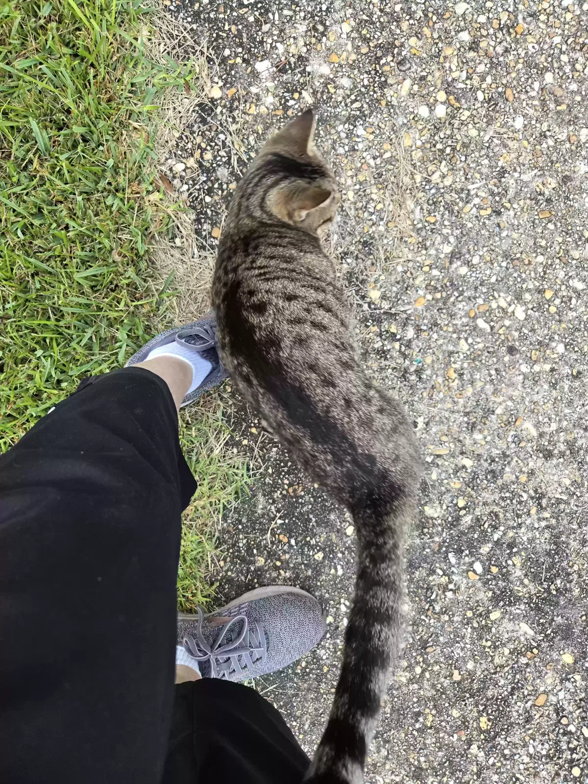 Found cat in Cantonment, FL, 32533
