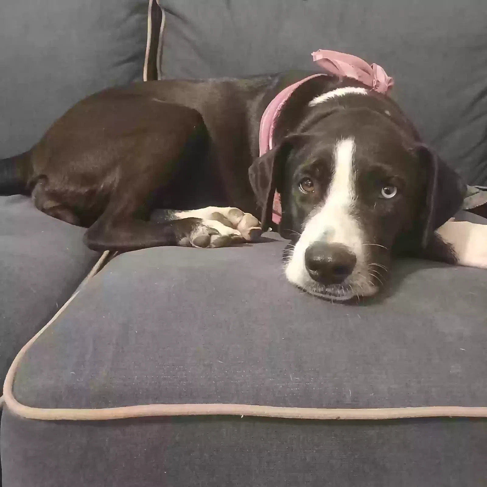 Lost dog in Conroe, TX, 77302