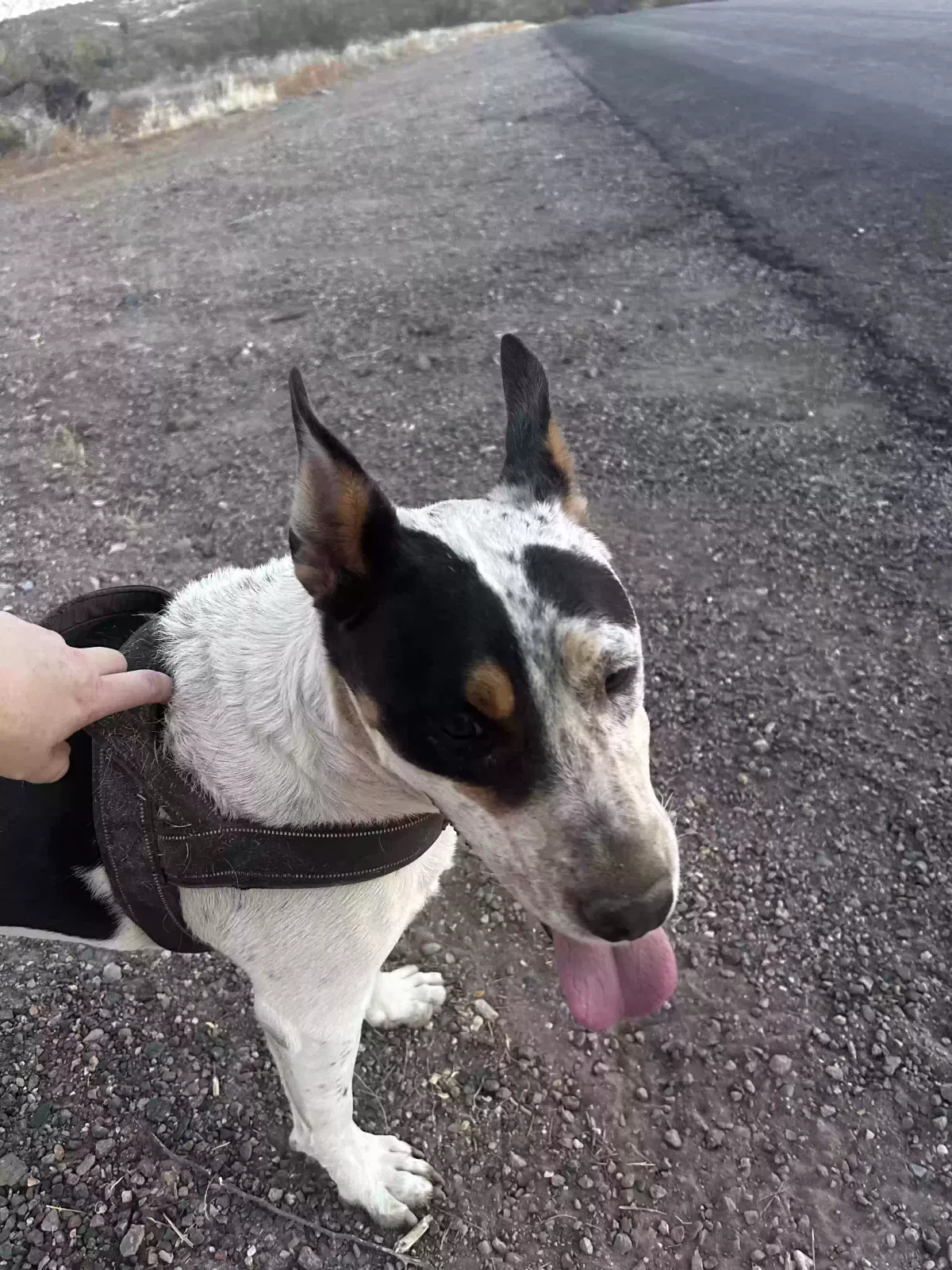 Found dog in New River, AZ, 85087