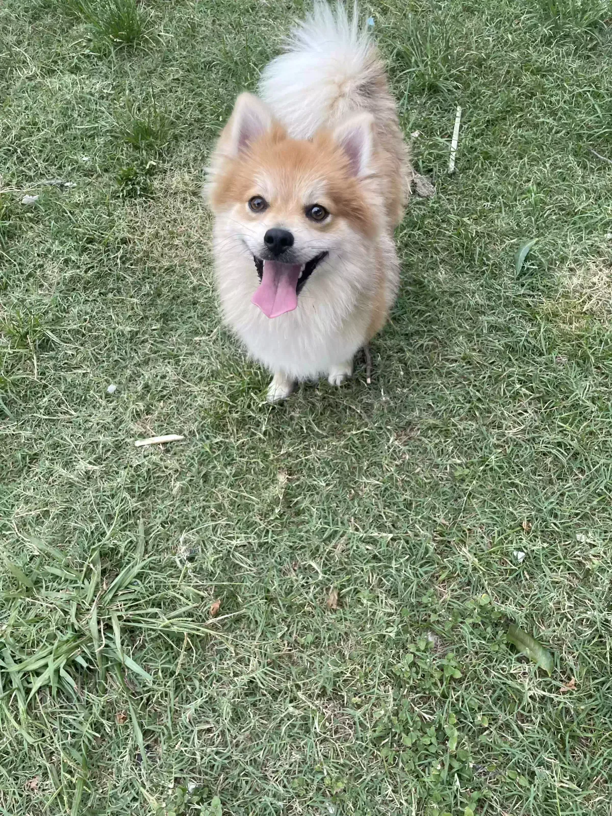 Lost dog in Mesquite, TX, 75150