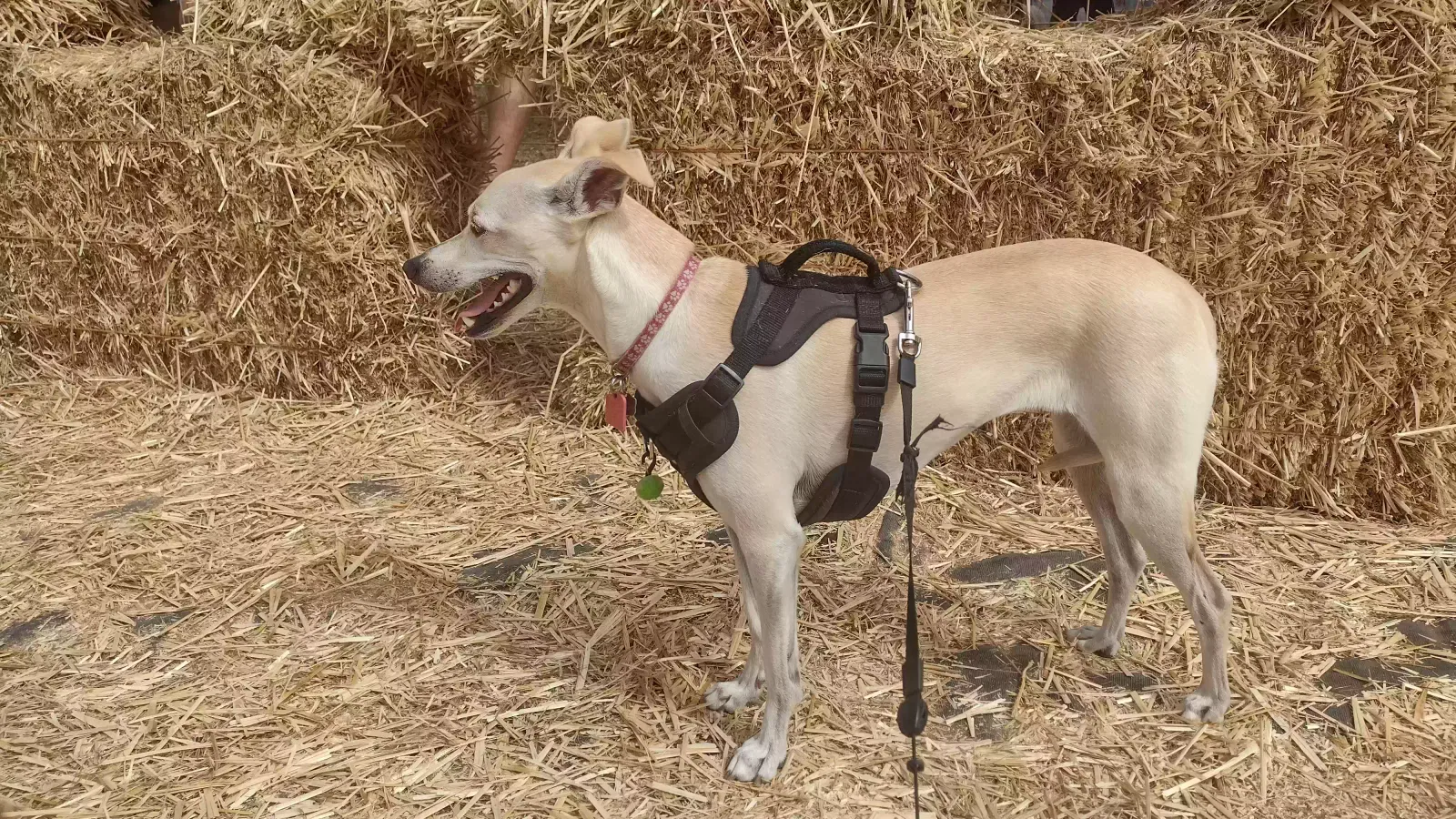 Lost dog in Winchester, CA, 92596