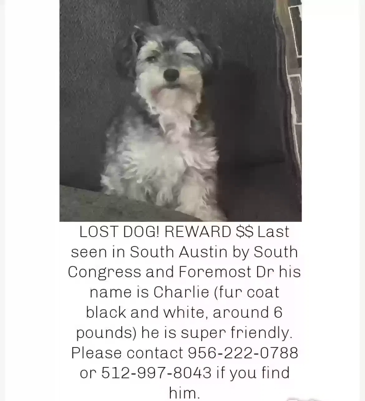 Lost dog in Austin, TX, 78745