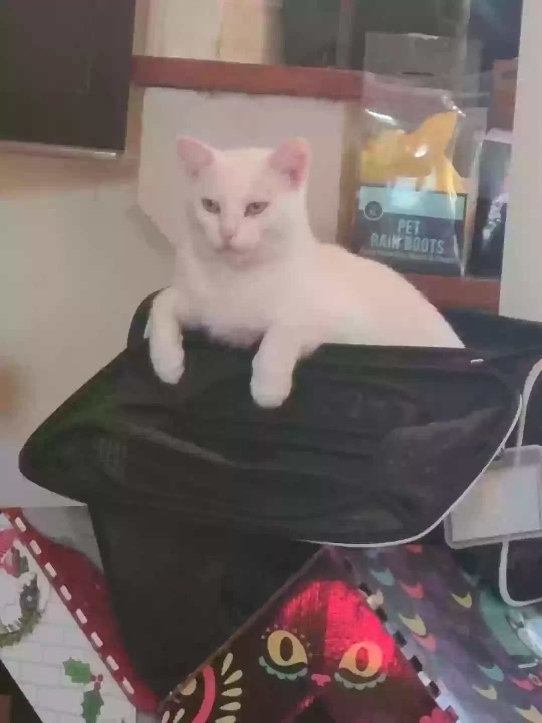 Lost cat in Cleveland, OH, 44144