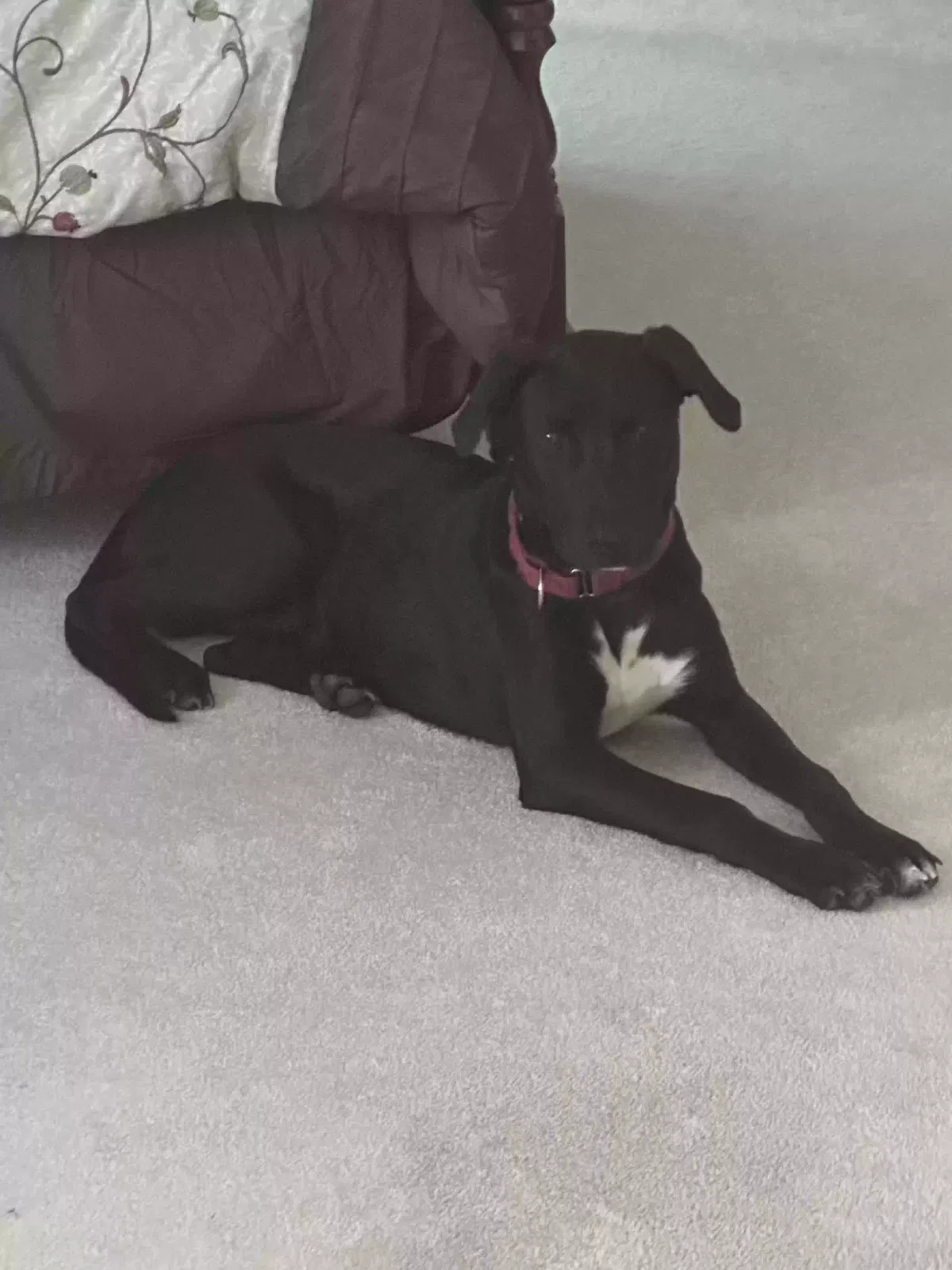Lost dog in York, PA, 17406