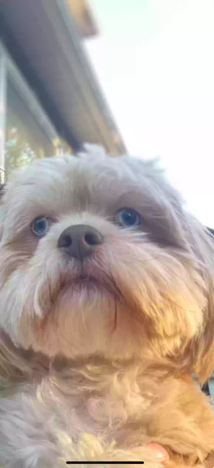 Lost dog in Chicago, IL, 60636
