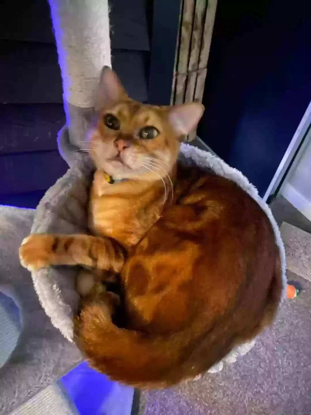 Lost cat in Midlothian, VA, 23112
