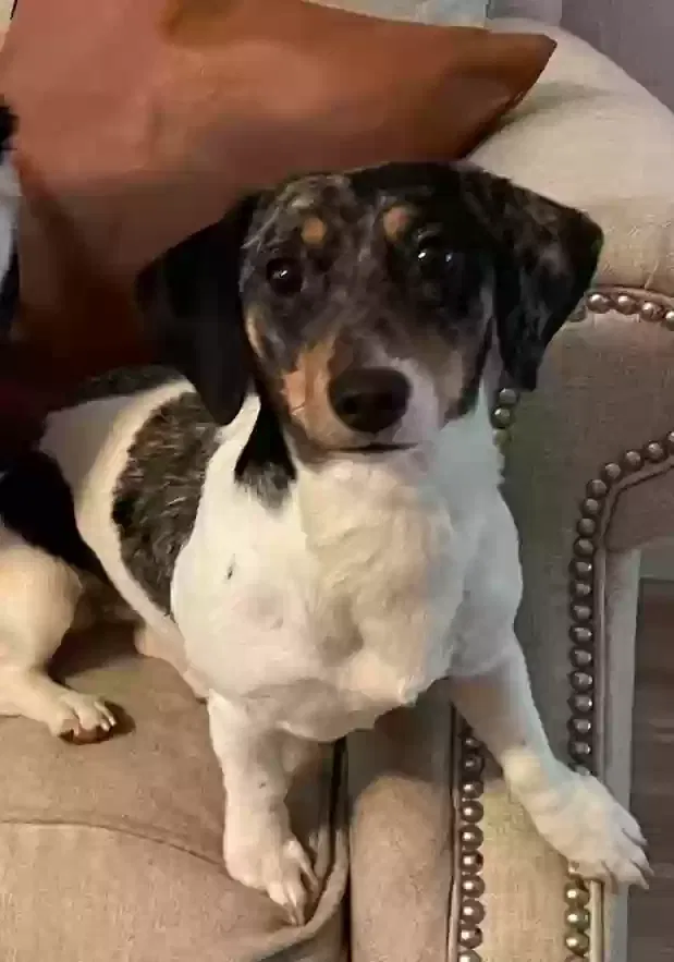Lost dog in Euless, TX, 76039