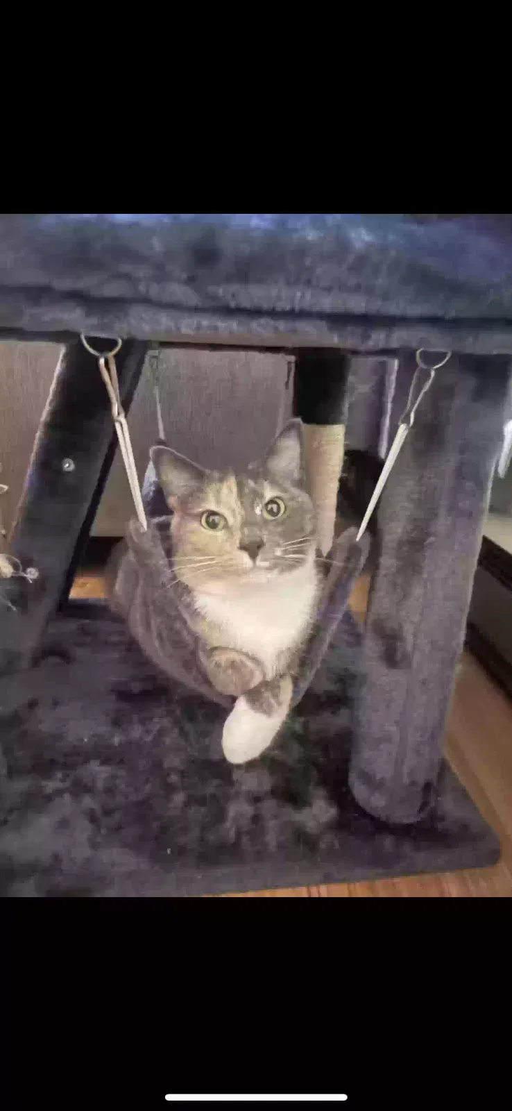 Lost cat in Sandwich, IL, 60548