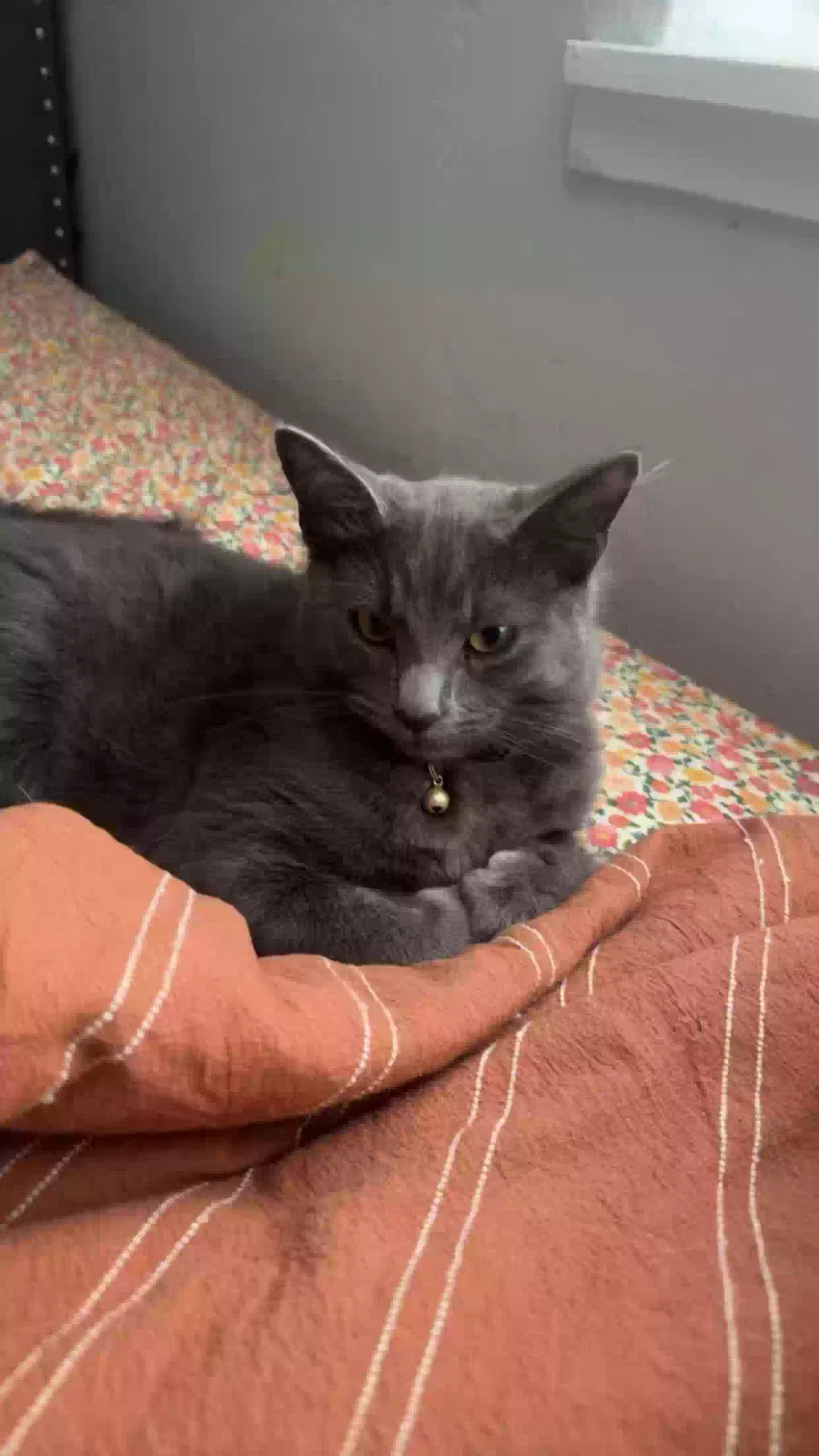Lost cat in Pacific Grove, CA, 93950