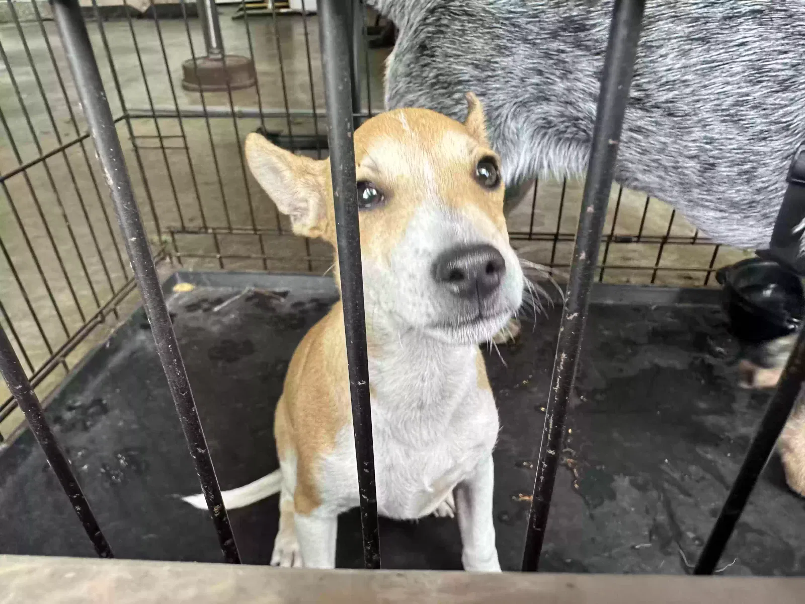 Found dog in Lafayette, IN, 47905