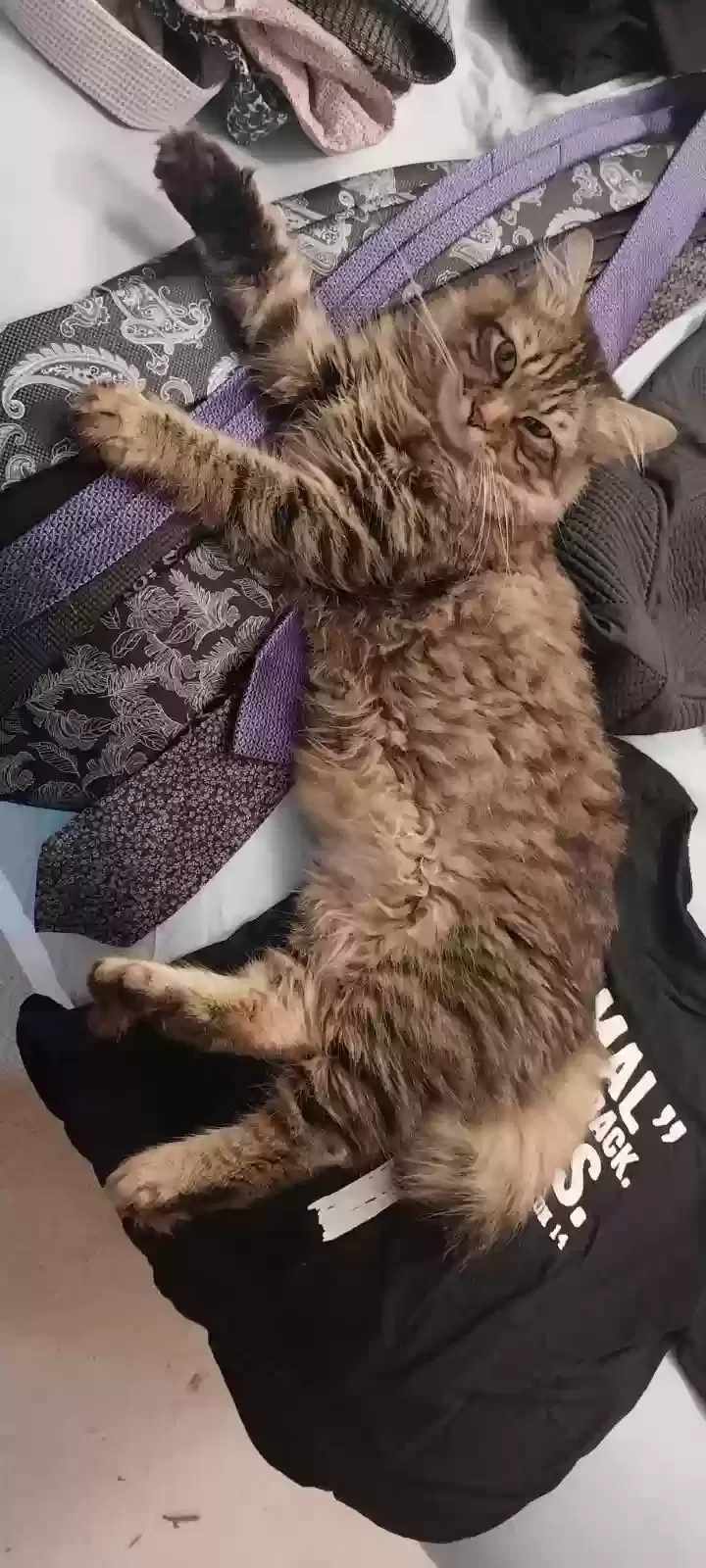Lost cat in Bay City, MI, 48708