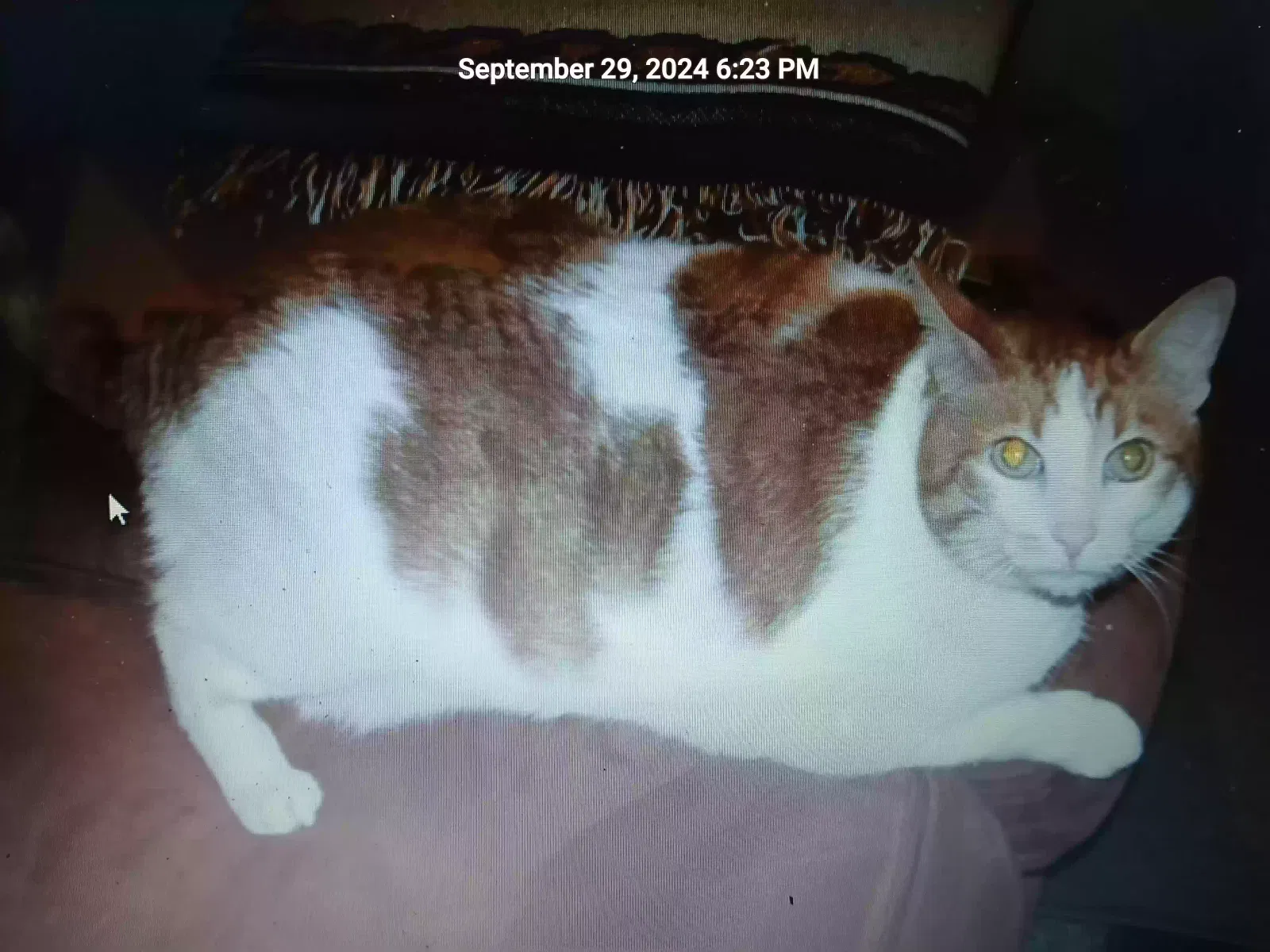 Lost cat in Cincinnati, OH, 45215
