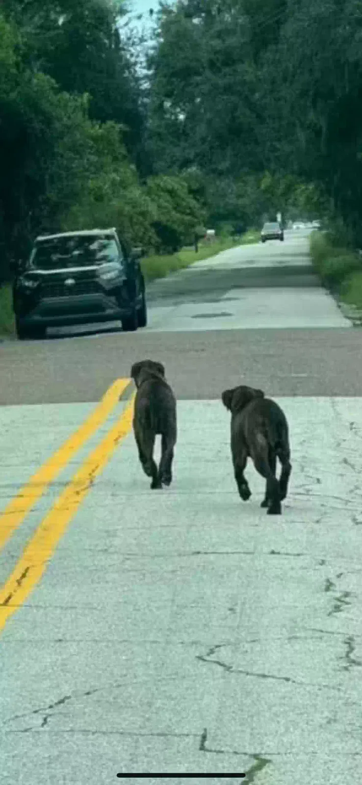 Found dog in Ruskin, FL, 33570