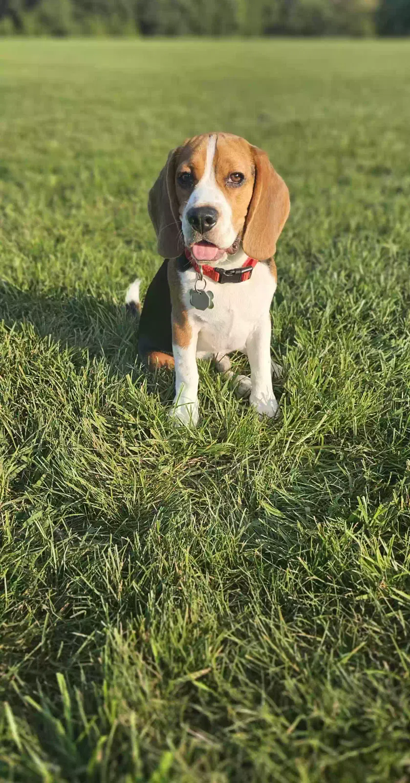 Lost dog in Ellicott City, MD, 21043
