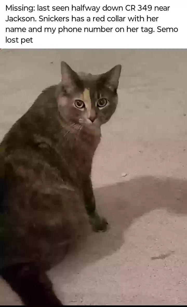 Lost cat in Jackson, MO, 63755