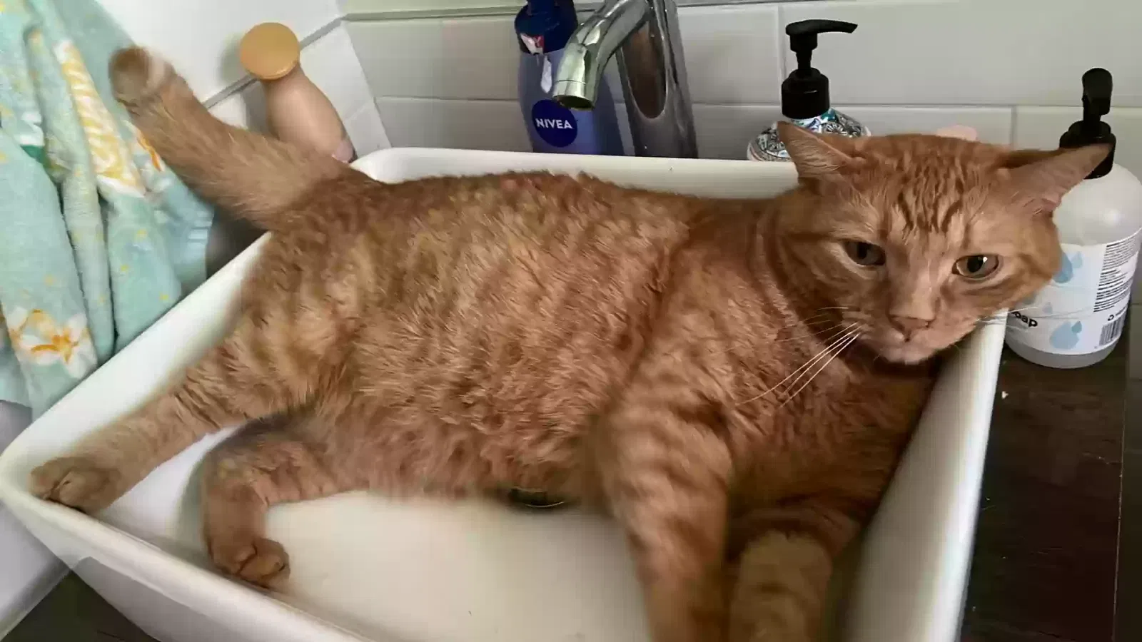 Lost cat in Wellington, FL, 33414