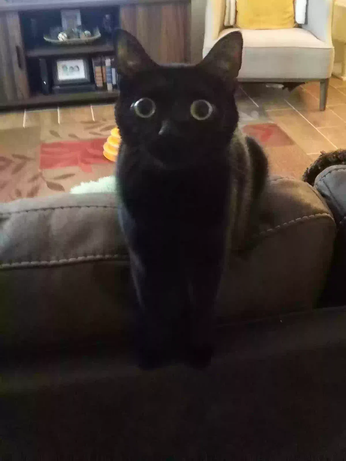 Lost cat in Sulphur Springs, TX, 75482
