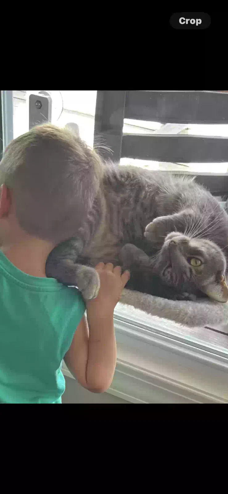 Lost cat in Creal Springs, IL, 62922