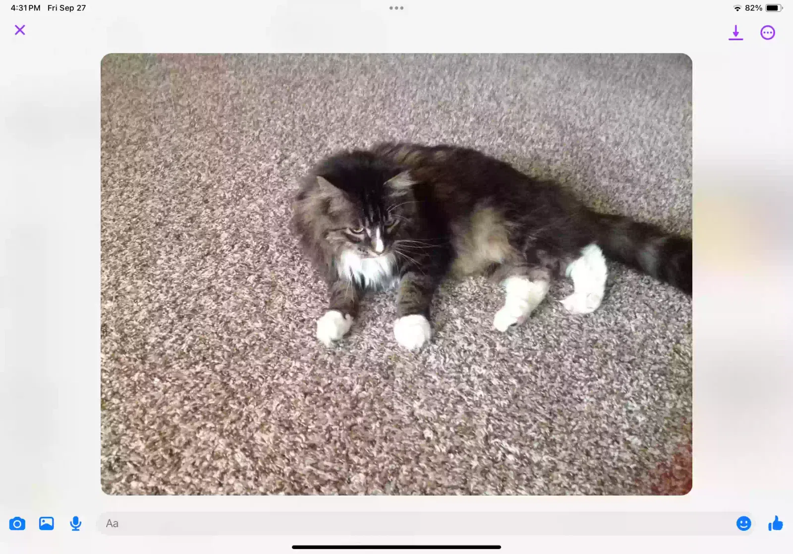 Lost cat in Olympia, WA, 98513