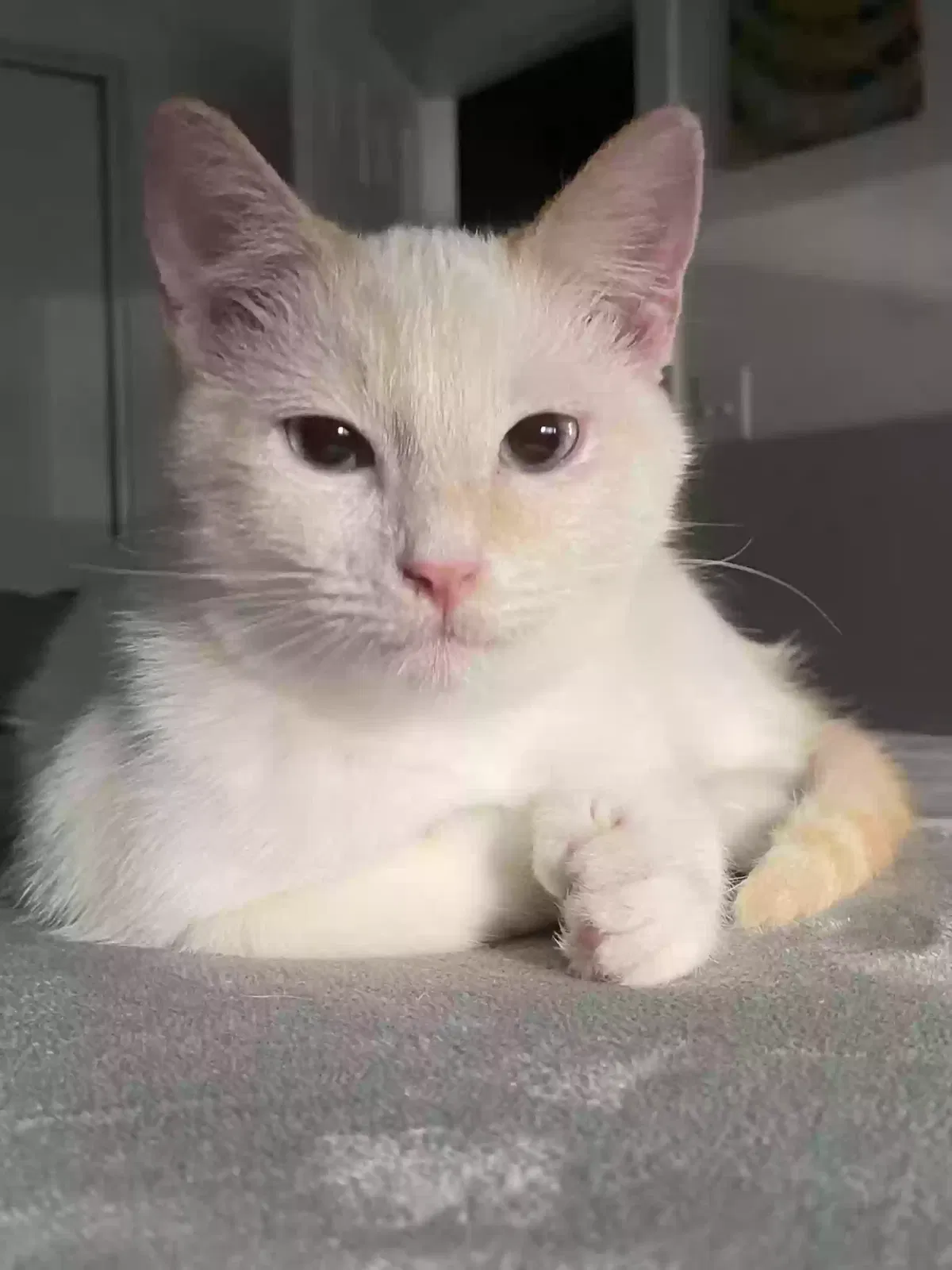 Lost cat in Saint Hedwig, TX, 78152