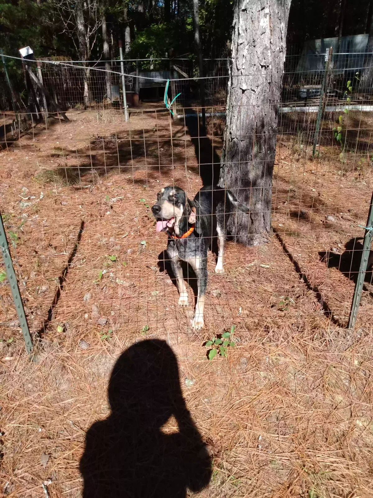 Found dog in Ohatchee, AL, 36271
